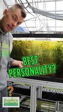 What Fish Has The Best Personality?