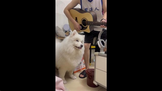 Samoyed Is Attracted by Guitar Sound