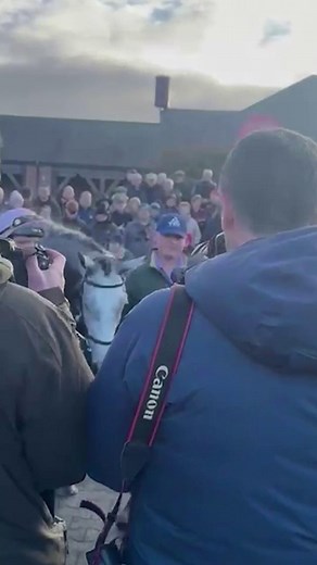 645K views · 755 reactions | Shock moment Lossiemouth goes for trainer Willie Mullins' face | The Irish Sun | Facebook