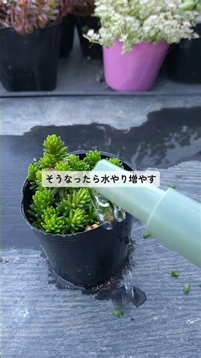 Watering newly planted cuttings #succulents #HayakawaFarm #sedum