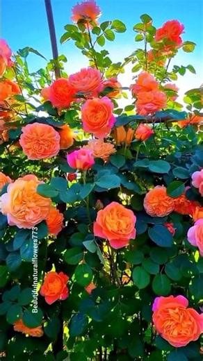 You Found the Most Beautiful Rose Flowers on Earth 🌸