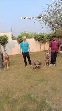 Biggest Cane Corso🦁kennel in Asia🤯#canecorso#dog#viral#shorts