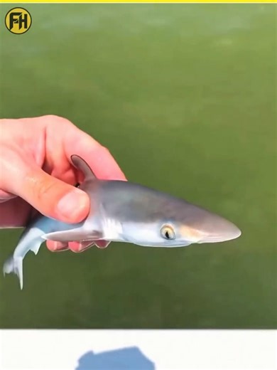 Sharks Don’t Want to Eat You… Then Why Do They Attack?