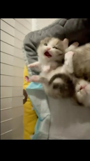 cute pets daily | silly 👉🏼follow @smallestcutepets👈🏼 #meow #sillycats #xiaomimi #xiaomimicat #cats #catsofinstagram #kitty #catlove #cute #small #kittens... | Instagram