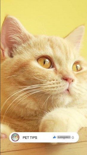 From Feral to Friendly: The Most Patient Cat Rescue You’ll Ever See 🐱💔✨ #CatRescue #FeralCat