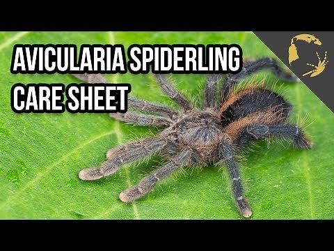 Pink Toe Tarantula care - The Perfect Way