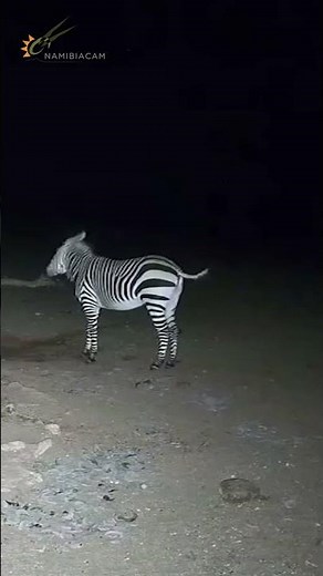 This Zebra Started Chasing Everyone Away