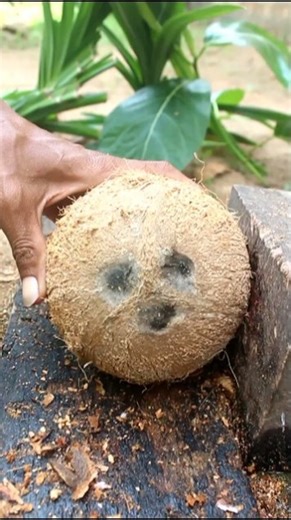 Wow skill of cutting coconut shell