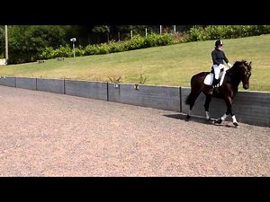 Elementary 53 E53 Ele 53 Dressage test
