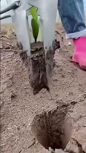 Corn Planting Process with Simple Tools | Easy and Efficient Farming Method #Shorts