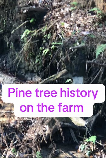 The Fascinating History of Pine Trees on the Farm