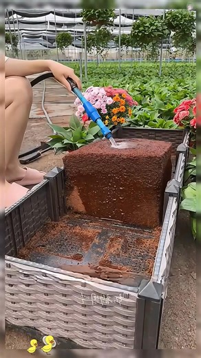 "🌱 Premium Organic Coconut Coir Bricks for Plants 🌱 Looking for the perfect growing medium for your plants? 🌿 Our Premium Organic Coconut Coir Bricks are here to transform your gardening game! ✅ 100% Natural & Eco-Friendly ✅ Excellent Water Retention & Aeration ✅ Perfect for Seed Starting, Potting Mixes, and Hydroponics ✅ Easy to Use – Just Add Water! Give your plants the healthy, sustainable foundation they deserve. 🌴 Whether you're a seasoned gardener or just starting out, our coconut coir