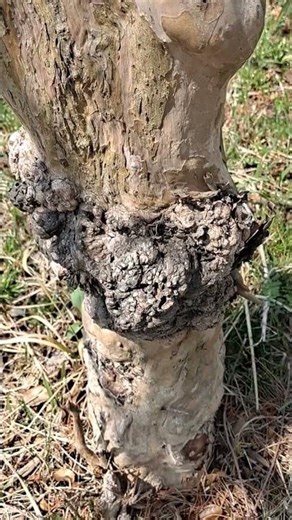 Significant Base damage of a trunk #tree wound to the bark #wood callus