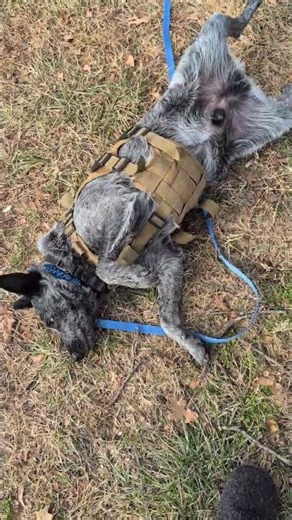 Buddy refuses to entertain #schnoofertons #schnoodlelove #goodycustompetcollars #buddyblue #doglife