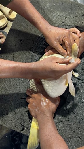 Very Fast Carp Fish injection system