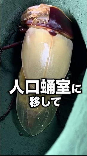 How to hatch a stag beetle pupa in an artificial pupal chamber #shorts