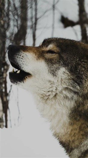 Wolves Communicate Like Humans