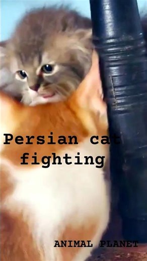 Persian cat fighting | Persian cat | #animalplanet #cat #viral #shortvideo #animalzone