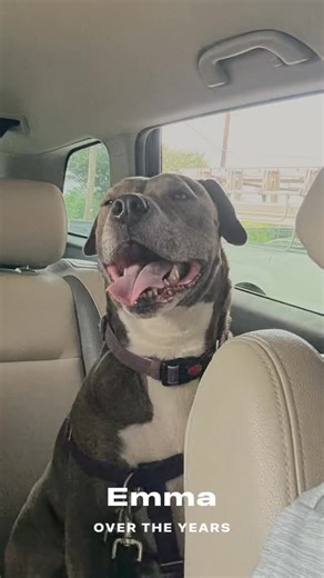 🐾❤️ Sweet Emma Update! ❤️🐾 So many of you had the pleasure of meeting our precious girl Emma — Christian’s baby — and I wanted to share a little update that truly made our hearts full today. 💛 Her new dad sent over a video, and let me tell you… she is thriving. She’s happy, healthy, spoiled, and surrounded by so much love. Knowing she’s in a caring home and doing absolutely amazing is such a blessing. 🙏✨ We’re grateful that we still stay in touch with her new family, and seeing her shine rem