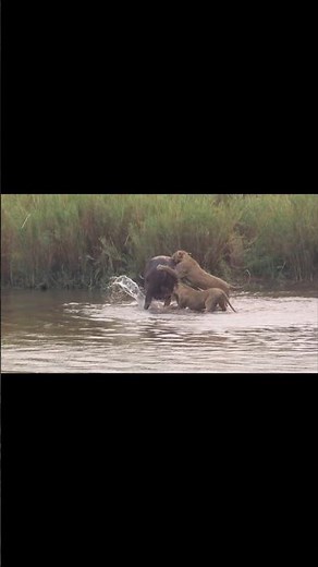 LIONS HUNTING BUFFALO IN THE RIVER #lion #lions #shorts