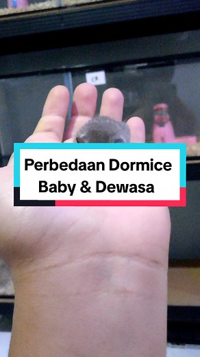 Perbedaan Dormice Baby dan Dewasa