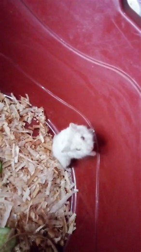 My hamster is angry and wants to go for a walk with me