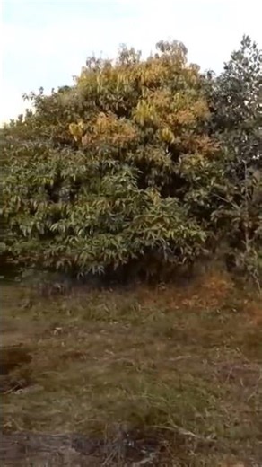 🌳 Strolling Through a Beautiful Mango Garden | Nature | Relaxing Nature Views | Green Mango Garden 🍂