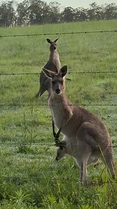 Seeing how the mama kangaroo carried her baby is a reminder how fragile babies are. Life is so precious. #mariannehands #kangaroos #life #motheranddaughter | Mary Rose A. Fletcher