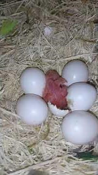 Naissance d'un inséparable de Fischer