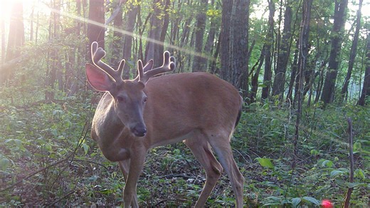 Hunters in Pennsylvania now have 13 Sundays in 2025 for hunting. Here are the dates