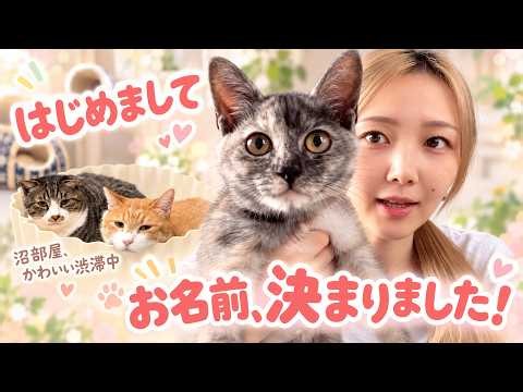 はじめまして！ゴマちゃんです！！