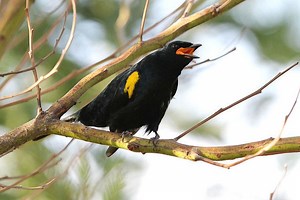Black cuckoo - Alchetron, The Free Social Encyclopedia