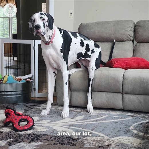 Minnie Nogacek stands at an incredible 97.5 cm (3 ft 2 in) tall. | Guinness World Records