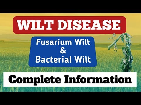 Wilt Disease In Plants | Fusarium Wilt & Bacterial Wilt Explained | Symptoms & Control Methods