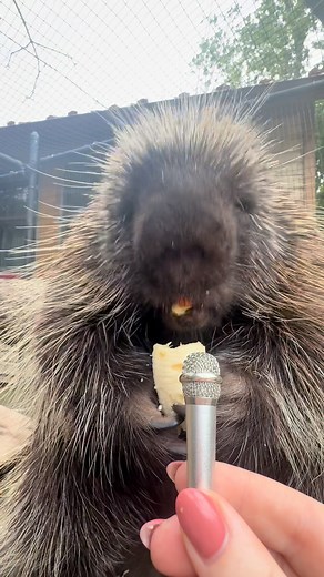 Happy World Porcupine Day! Did you know these nocturnal nibblers help shape their environment by feeding on bark, branches, and vegetation, which encourages new plant growth that supports biodiversity? Today, we celebrate these forest caretakers and the vital role they play in maintaining the balance of nature. Stop by the zoo to see our spikey superstars in person, across from Harmony Hideaway and in the Wetlands! 👋 | Elmwood Park Zoo