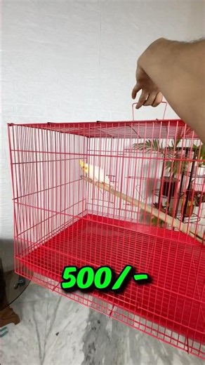 Best online Bird Cage #shortsfeed #birds #parrot