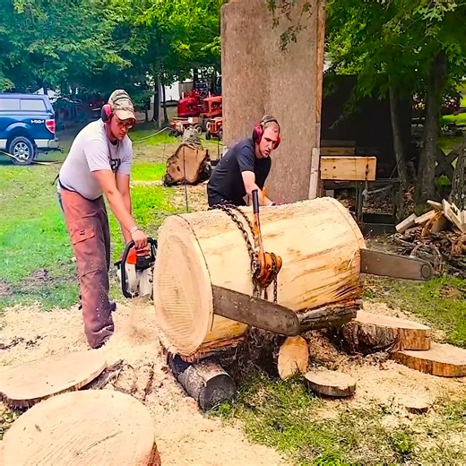 Stihl 880 vs antique chainsaw | Ristorante pizzeria trattoria Celestino
