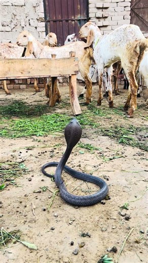 Dangerous snake attacks baby goats