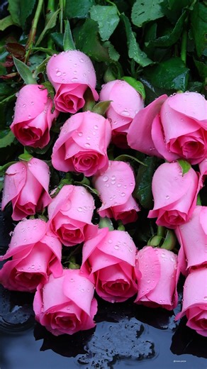 Pink Roses | Roses