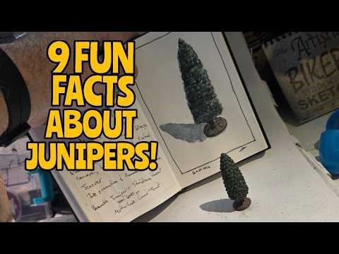 30 Minute Juniper Sketch | The Wildest Tree Facts