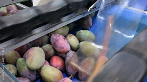 Fresh ripe mango on conveyor belt of sorting production line in fruit packaging warehouse