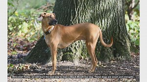 How to Train Your Black Mouth Cur: Tips for a Happy and Well-Behaved Dog
