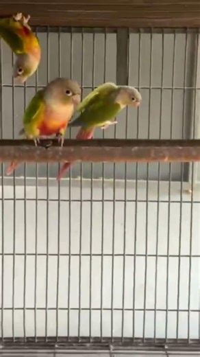 Pineapple Conure Parrot 🦜 | Beautiful and Colorful Pet Birds