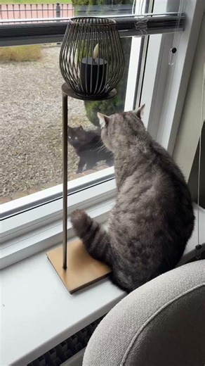 Tis a house cat they Said.. #cat #catshorts #shorts