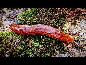 snails without shells down the hill