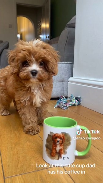 Returning to Work After Time Off with My Cavapoo