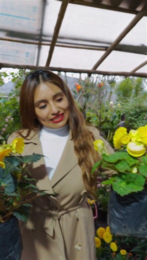 Greetings with yellow tuberous begonias. 💛 Do you like them? #cajamarca #flowers