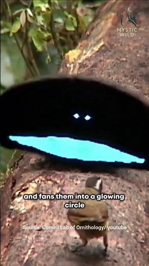 This Bird Turns Into a Smiley Face!