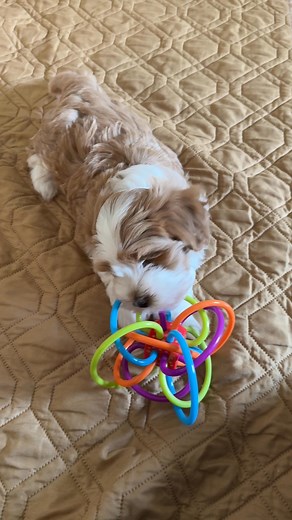 32 reactions | Everyone had their turn with the noodle toy. Havanese puppies | Hillside Havanese | Facebook