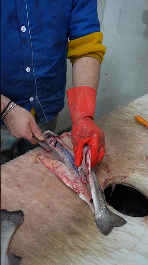 Deboning a Trout Like a Pro — No Pin Bones Left!